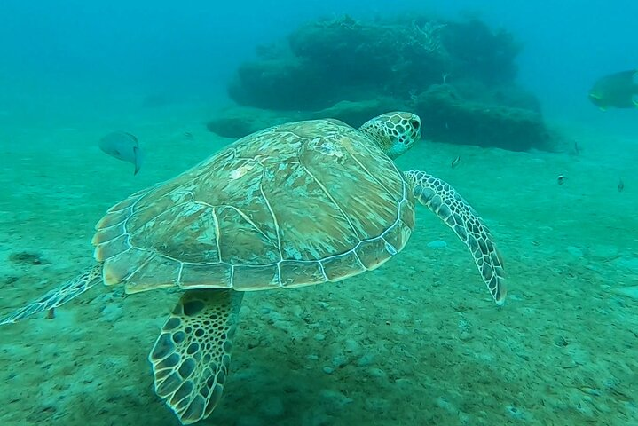 2 ½ - Hour Guided Snorkel Tour, Free Videos! - Photo 1 of 20